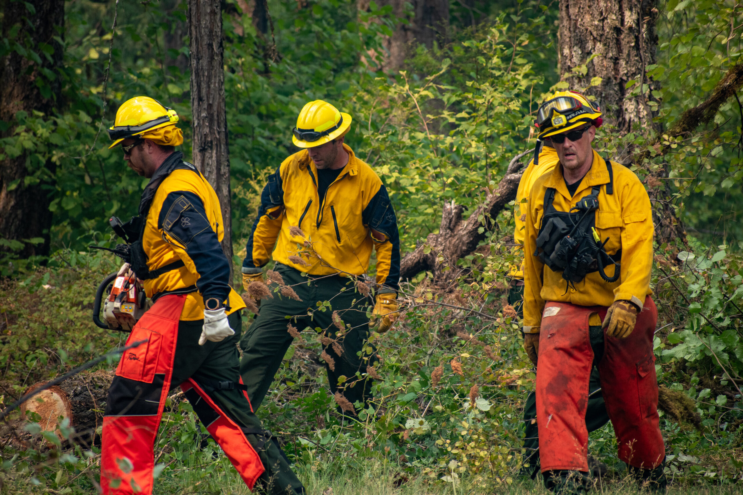 Firefighters work to take down trees at the Lookout Fire.