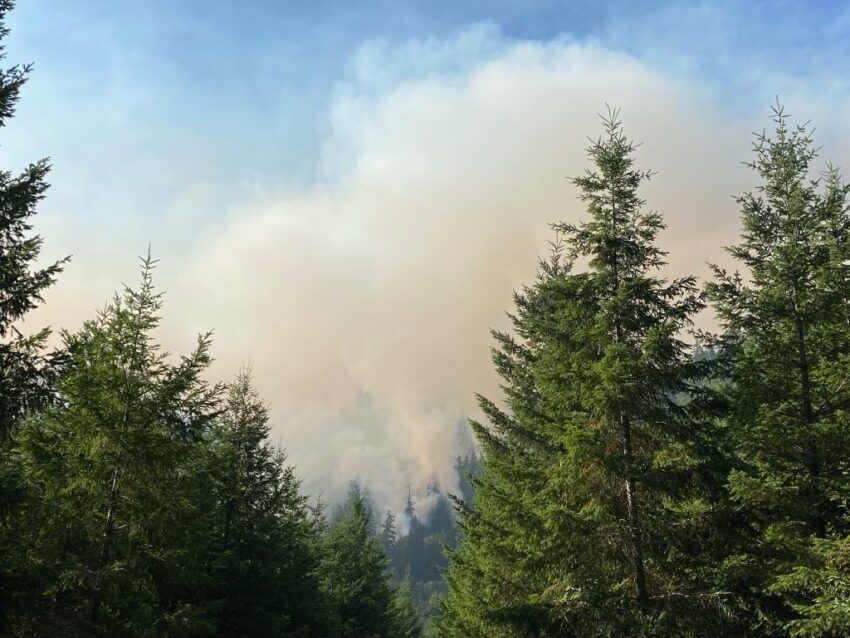 Smoke from the Wiley Fire billowing above the trees