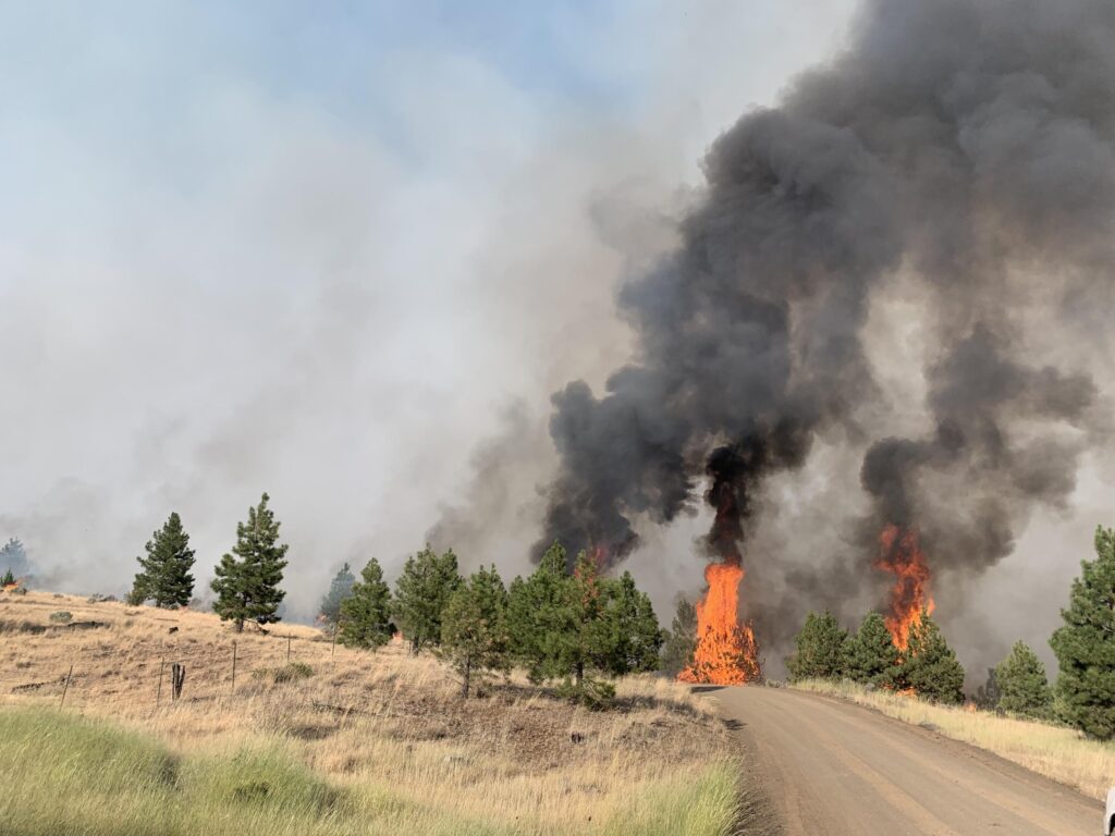 Flames burning trees on the Lone Rock Fire