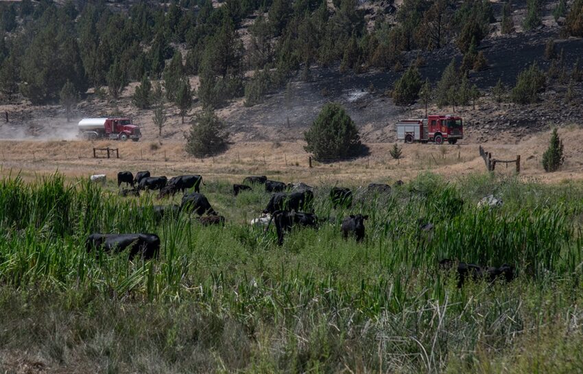 Cattle are in a field with tall grass as fire apparatus travel on a road in the background.