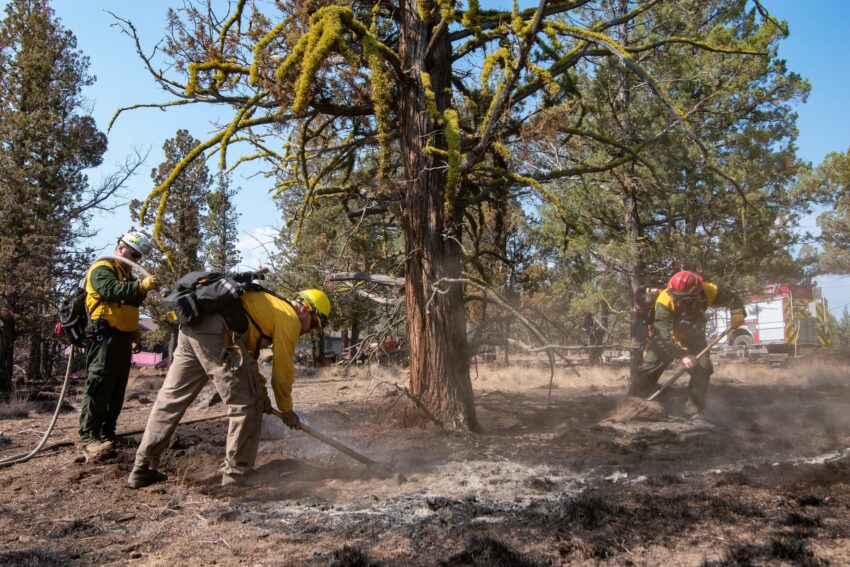 firefighters using tools to put out hot spots near a tree. A fire engine is in the background.